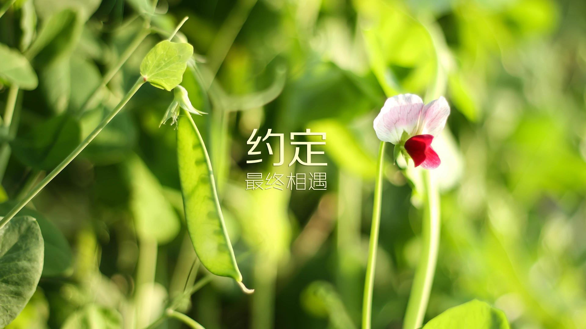 【世界冠军风采】他们的成功之路与未来展望，世界冠军背后的艰辛