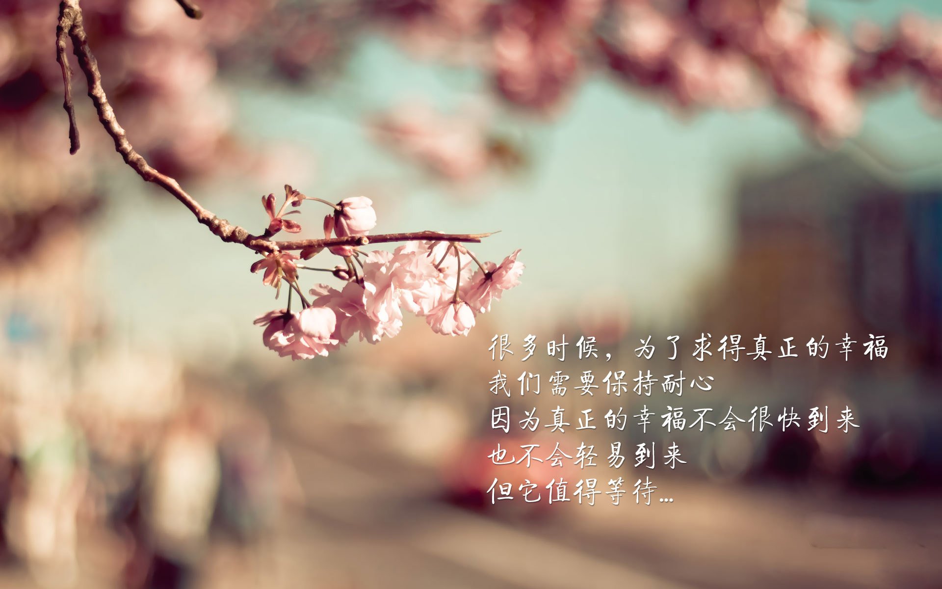持续领先的车队演变分析，车队顺序