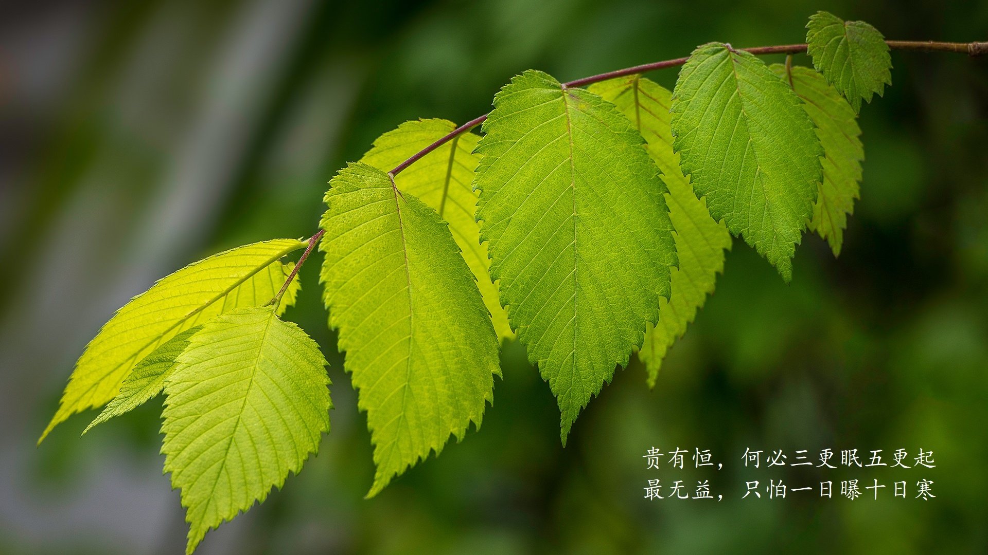 职业篮球联盟品牌塑造技巧，篮球联盟简称